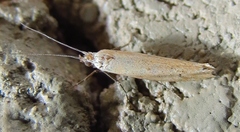 Ypsolopha