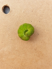 Phlogophora meticulosa