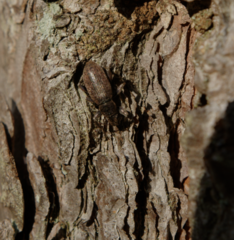Brachyderes incanus