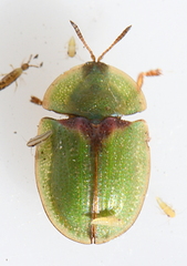 Cassida denticollis