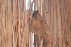 Brassolis astyra