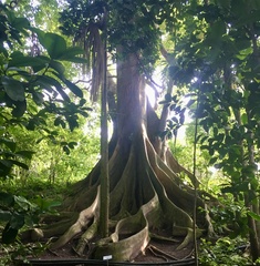 Ficus citrifolia