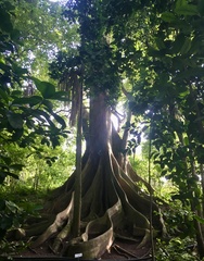 Ficus citrifolia