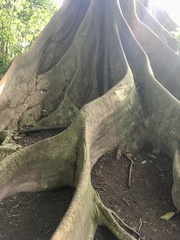 Ficus citrifolia