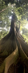Ficus citrifolia