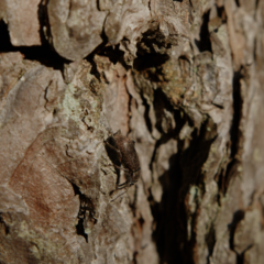 Brachyderes incanus