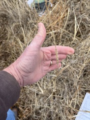 Sporobolus compositus