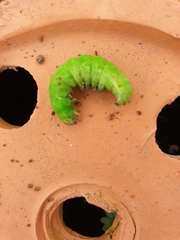 Phlogophora