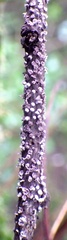 Didymiaceae