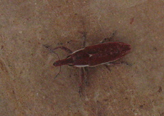 Ortholixus