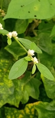 Alternanthera bettzickiana