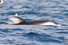 Sagmatias obliquidens