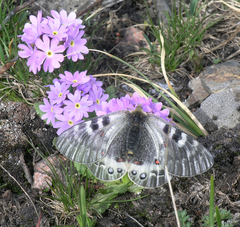 Primula algida