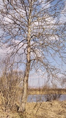 Populus laurifolia
