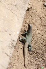 Pholidoscelis plei