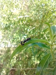 Hylaeus punctatus