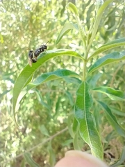 Hylaeus punctatus