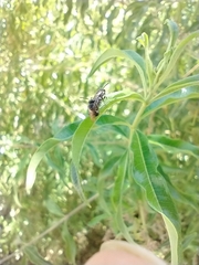 Hylaeus punctatus