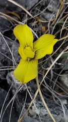 Iris humilis