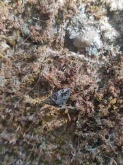Hypena laceratalis