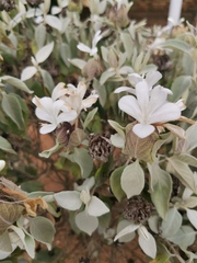 Barleria albostellata