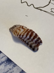 Arca zebra