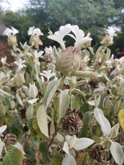 Barleria albostellata