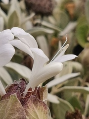 Barleria albostellata
