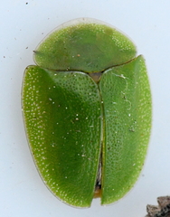 Cassida viridis