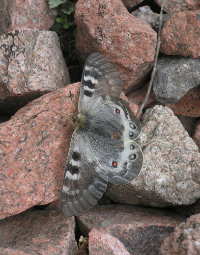 Banded Apollo