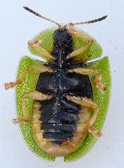 Cassida viridis