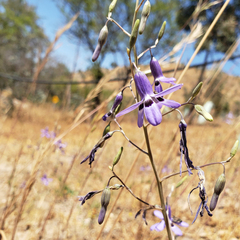 Conanthera trimaculata