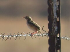 Cisticola juncidis terrestris