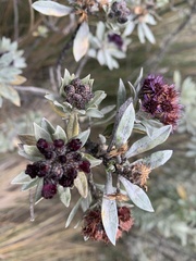 Linochilus phylicoides