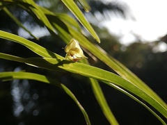 Polystachya lindblomii