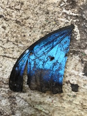 Morpho helenor