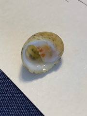 Nerita peloronta