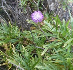 Cheirolophus falcisectus