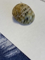 Nerita peloronta