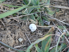 Xeropicta derbentina