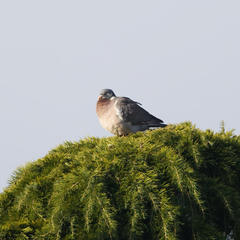 Columba palumbus