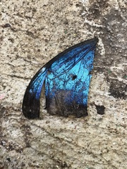 Morpho helenor