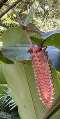 Heliconia mariae