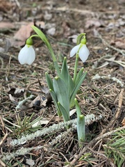 Galanthus