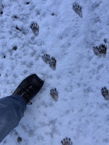 Common Raccoon photographed in Arizona