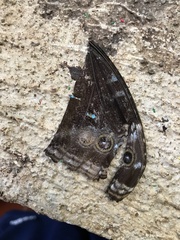 Morpho helenor