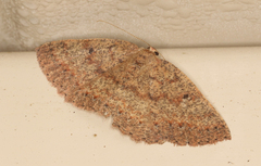 Casbia melanops