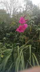 Gladiolus imbricatus