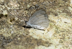 Udara akasa