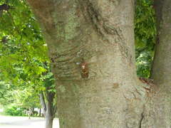 Graptopsaltria nigrofuscata